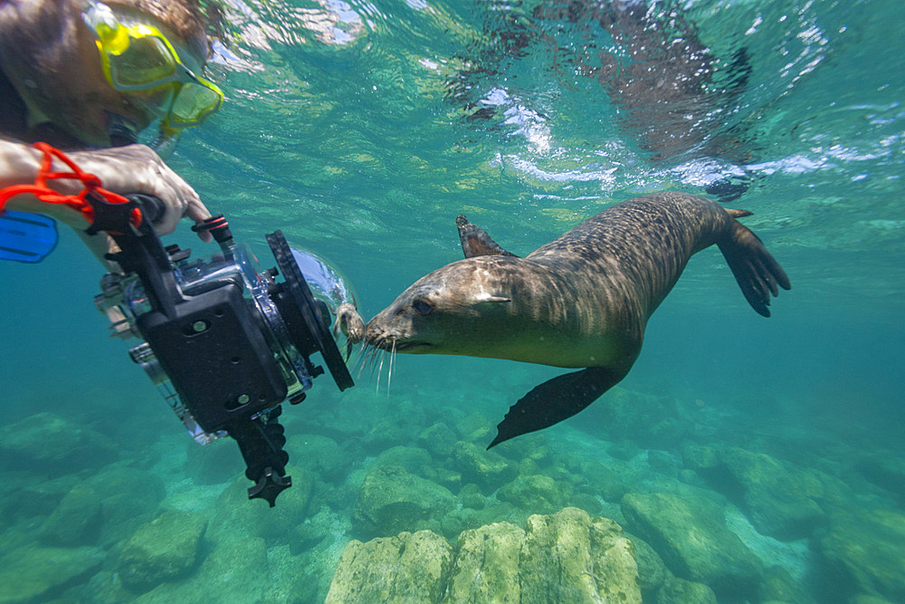 California sea lions, Zalophus californianus, with photographer underwater at Los Islotes, Baja California Sur, Mexico.