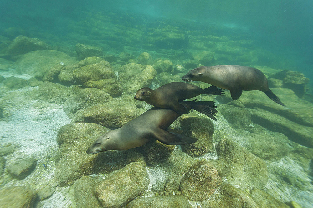 California sea lions, Zalophus californianus, playing underwater at Los Islotes, Baja California Sur, Mexico.