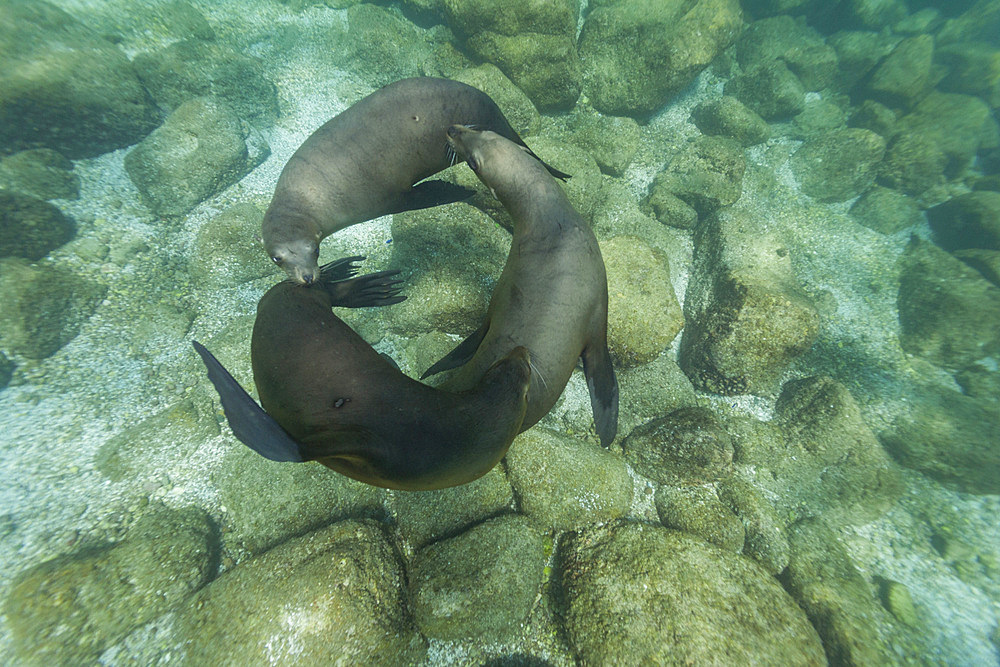 California sea lions, Zalophus californianus, playing underwater at Los Islotes, Baja California Sur, Mexico.