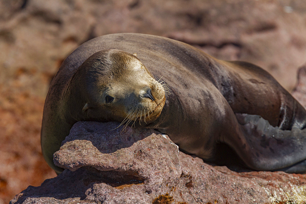 California sea lion, Zalophus californianus, at mating rookery on Los Islotes, Baja California Sur, Mexico.