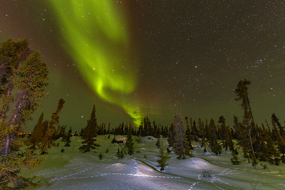 Aurora Borealis, or Northern Lights, over the boreal forest on the Great Slave Lake, Northwest Territories, Canada.
