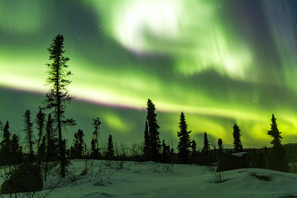 Aurora Borealis, or Northern Lights, over the boreal forest on the Great Slave Lake, Northwest Territories, Canada.
