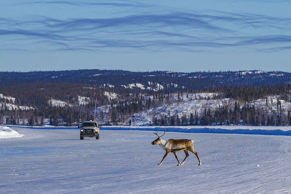 An adult caribou, Rangifer tarandus, migrating north to feeding grounds, Great Slave Lake, Northwest Territories, Canada.