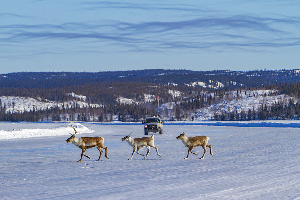 A small group of caribou, Rangifer tarandus, migrating north to feeding grounds, Great Slave Lake, Northwest Territories, Canada.
