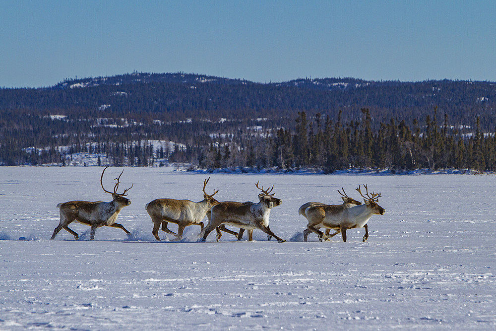 A small group of caribou, Rangifer tarandus, migrating north to feeding grounds, Great Slave Lake, Northwest Territories, Canada.