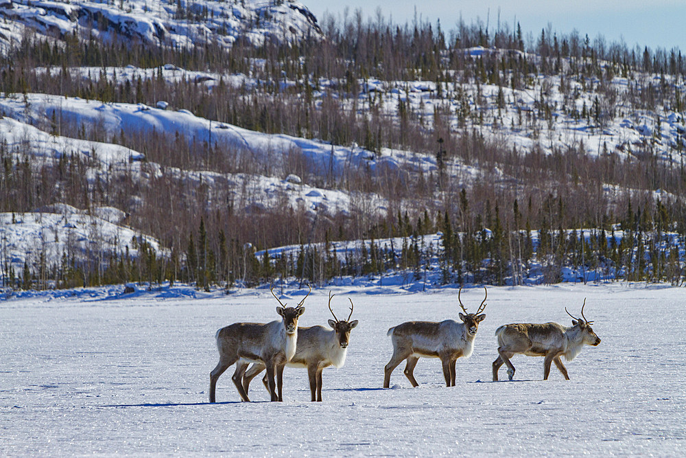 A small group of caribou, Rangifer tarandus, migrating north to feeding grounds, Great Slave Lake, Northwest Territories, Canada.
