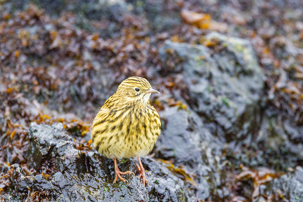 Adult South Georgia pipit, Anthus antarcticus, feeding at low tide on Prion Island, Bay of Isles, South Georgia.