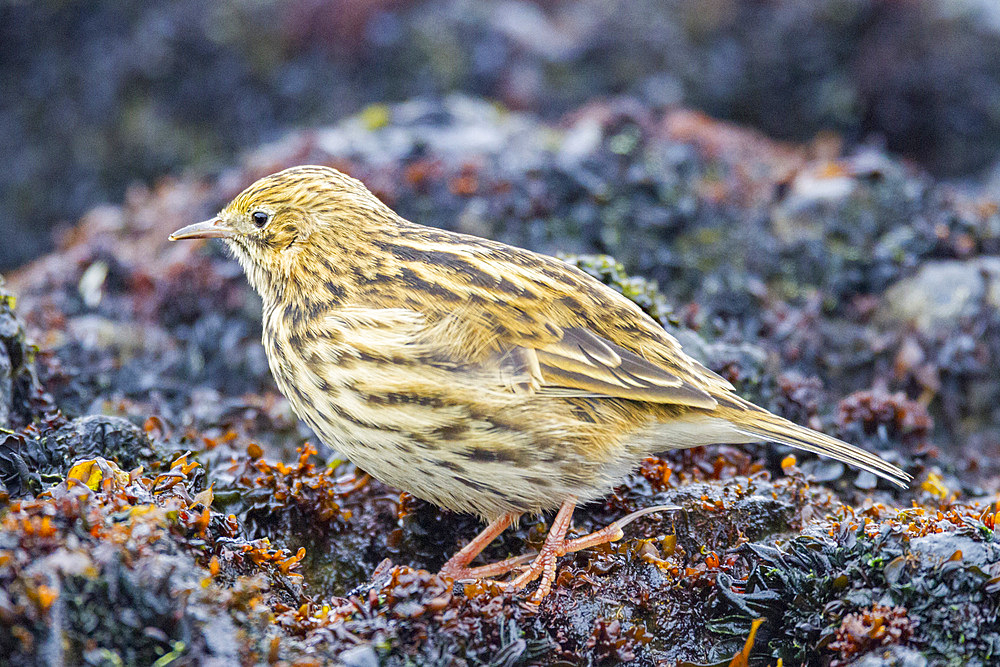 Adult South Georgia pipit, Anthus antarcticus, feeding at low tide on Prion Island, Bay of Isles, South Georgia.