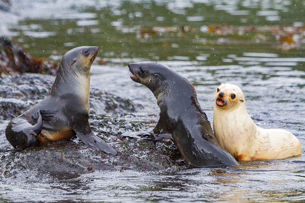 Leucistic, lack of melanin or blond, Antarctic fur seal pup, Arctocephalus gazella, playing on South Georgia Island.