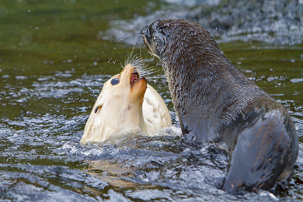 Leucistic, lack of melanin or blond, Antarctic fur seal pup, Arctocephalus gazella, playing on South Georgia Island.