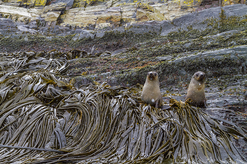 Antarctic fur seal pups, Arctocephalus gazella, on a rocky point in the snow on South Georgia Island, Southern Ocean.