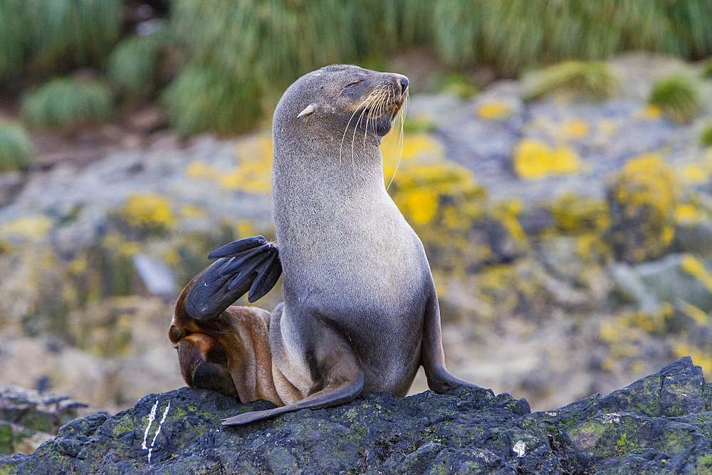 Adult female Antarctic fur seal, Arctocephalus gazella, scratching on South Georgia Island, Southern Ocean.