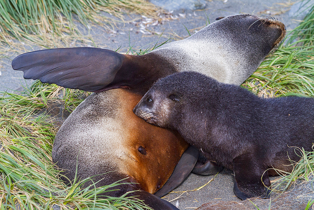 Antarctic fur seal mother and pup, Arctocephalus gazella, nursing on South Georgia Island, Southern Ocean.