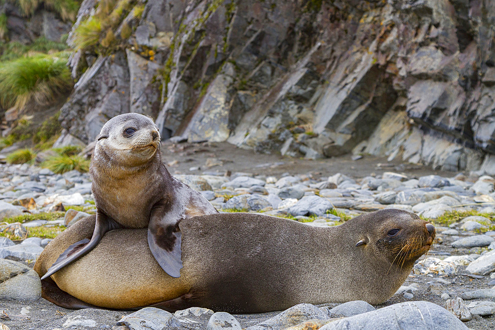 Antarctic fur seal mother and pup, Arctocephalus gazella, in close connection on South Georgia Island, Southern Ocean.