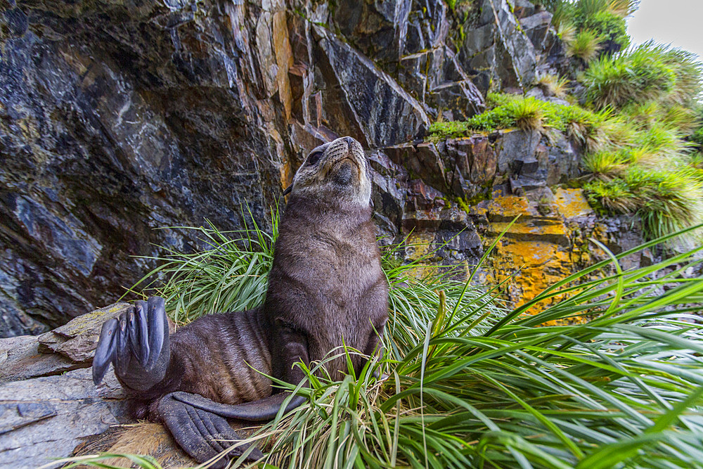 Antarctic fur seal pup, Arctocephalus gazella, in tussac grass in the snow on South Georgia Island, Southern Ocean.