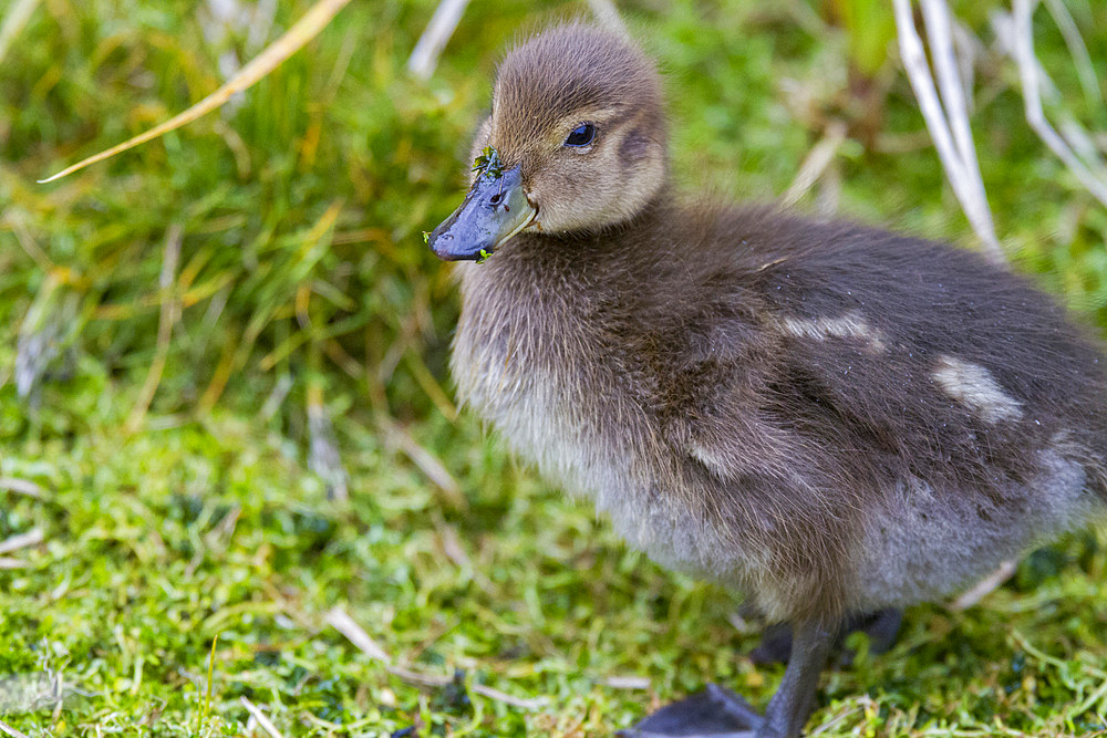 The endemic South Georgia pintail chick, Anas georgica georgica, on South Georgia Island, Southern Ocean.