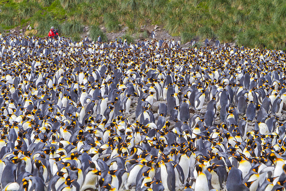 King penguin, Aptenodytes patagonicus, breeding and nesting colony at Salisbury Plains, Bay of Isles, South Georgia.
