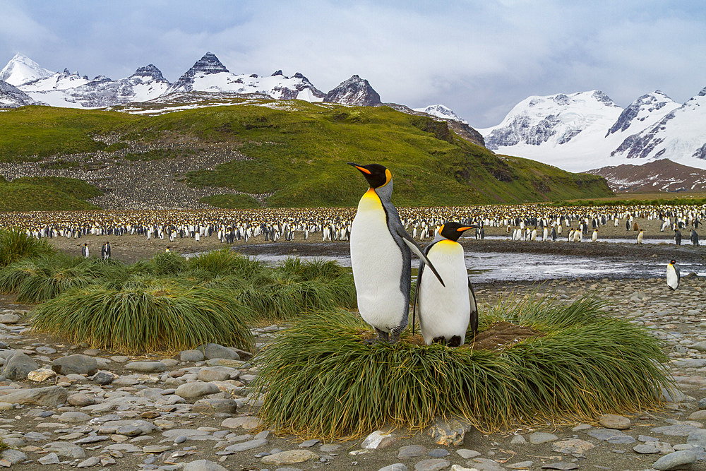 King penguin, Aptenodytes patagonicus, breeding and nesting colony at Salisbury Plains, Bay of Isles, South Georgia.
