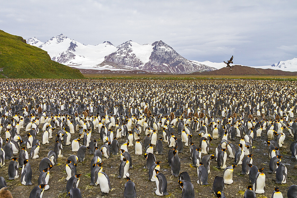 King penguin, Aptenodytes patagonicus, breeding and nesting colony at Salisbury Plains, Bay of Isles, South Georgia.