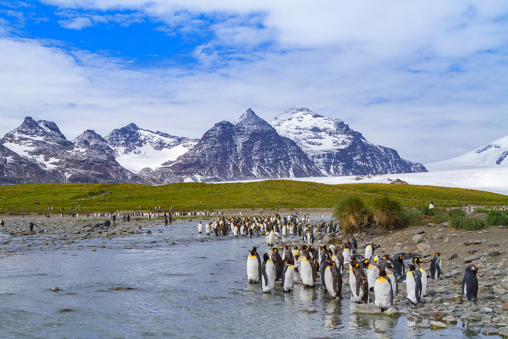 King penguin, Aptenodytes patagonicus, breeding and nesting colony at Salisbury Plains, Bay of Isles, South Georgia.