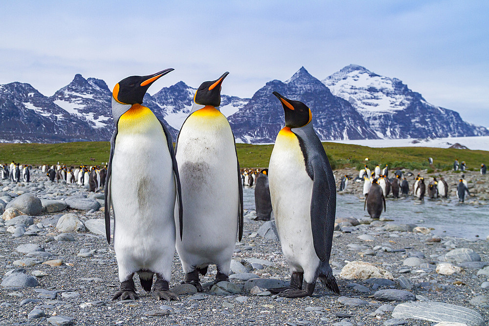 King penguin, Aptenodytes patagonicus, breeding and nesting colony at Salisbury Plains, Bay of Isles, South Georgia.