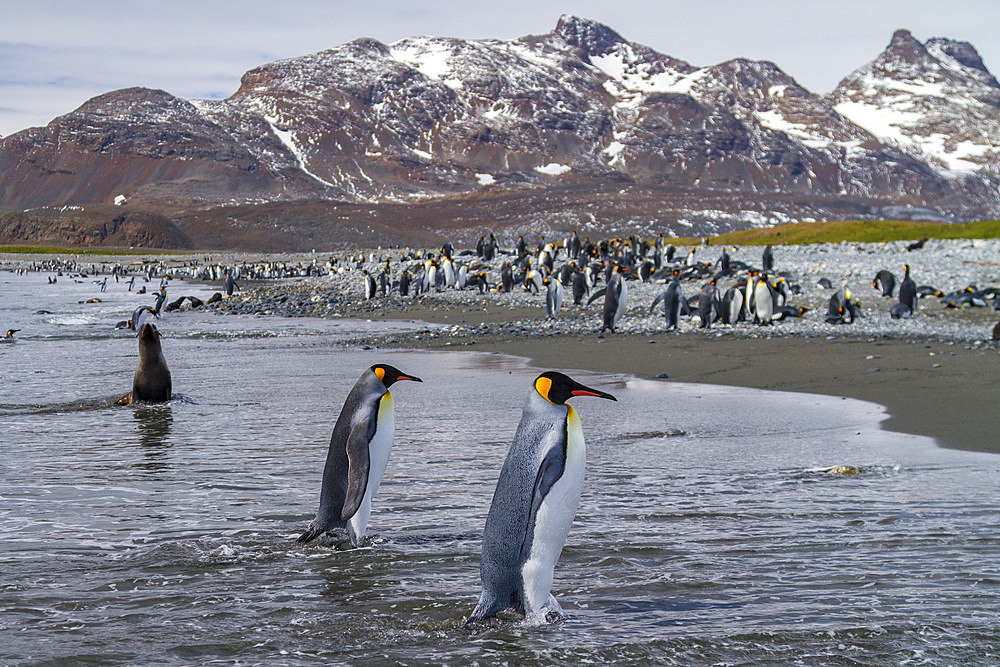 King penguin, Aptenodytes patagonicus, breeding and nesting colony at Salisbury Plains, Bay of Isles, South Georgia.