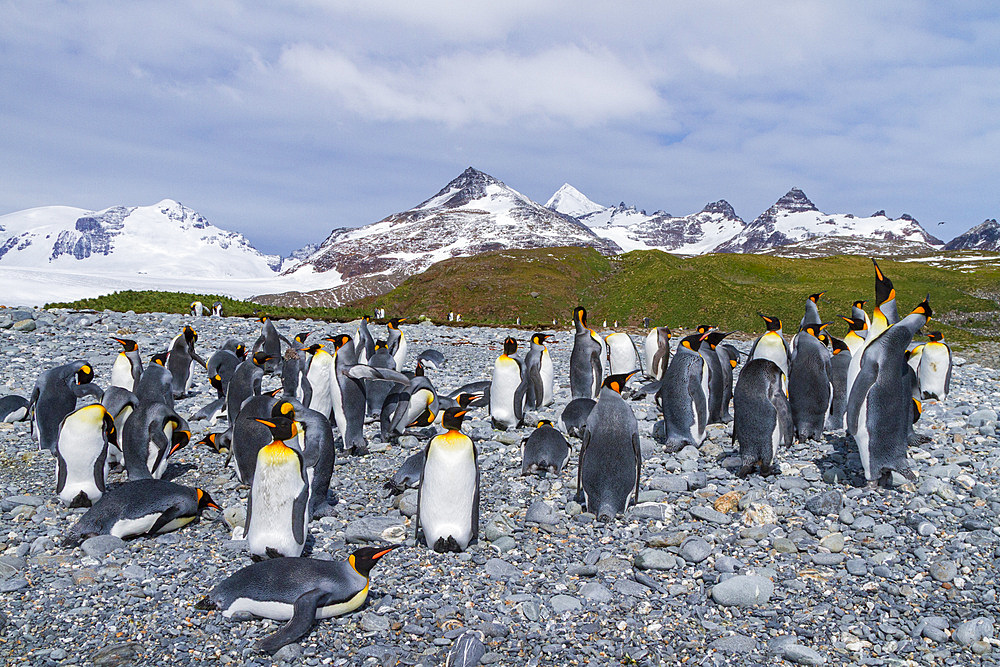 King penguin, Aptenodytes patagonicus, breeding and nesting colony at Salisbury Plains, Bay of Isles, South Georgia.