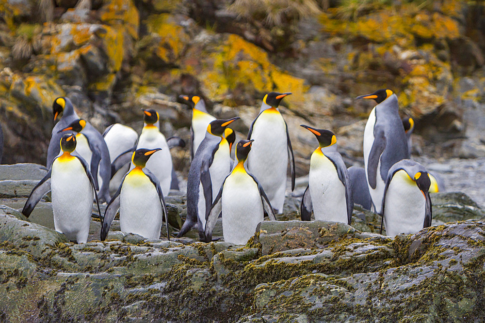 King penguin, Aptenodytes patagonicus, breeding and nesting colony at Fortuna Bay, South Georgia Island.