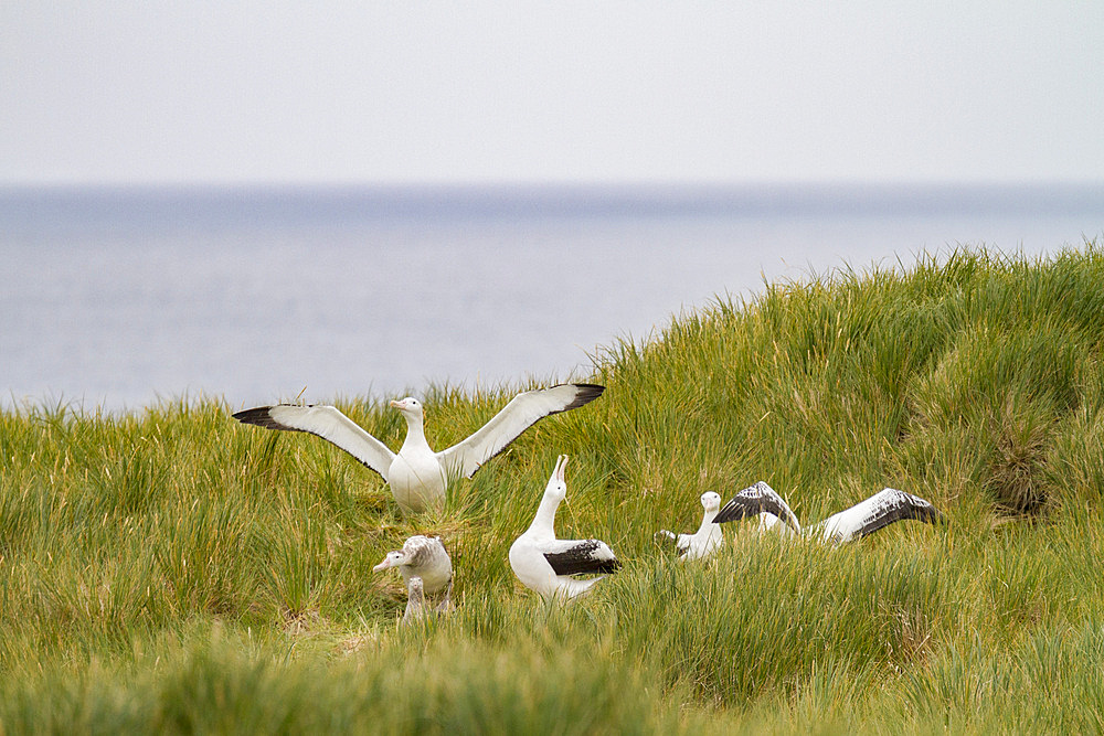 Adult wandering albatrosses, Diomedea exulans, at breeding colony on Prion Island, Bay of Isles, South Georgia Island.