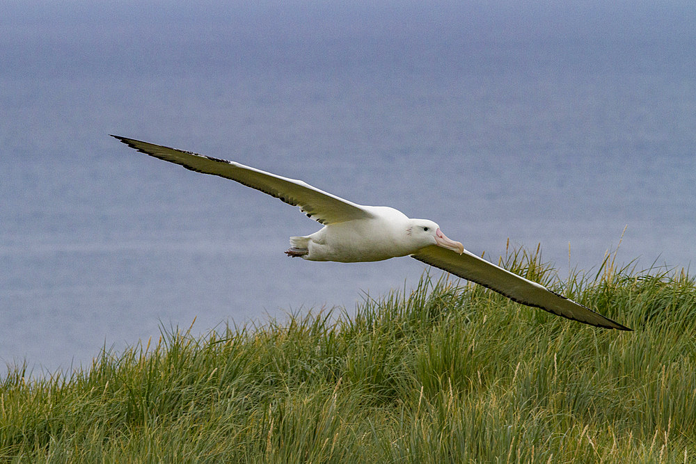 Adult wandering albatross, Diomedea exulans, in flight on Prion Island, Bay of Isles, South Georgia Island.