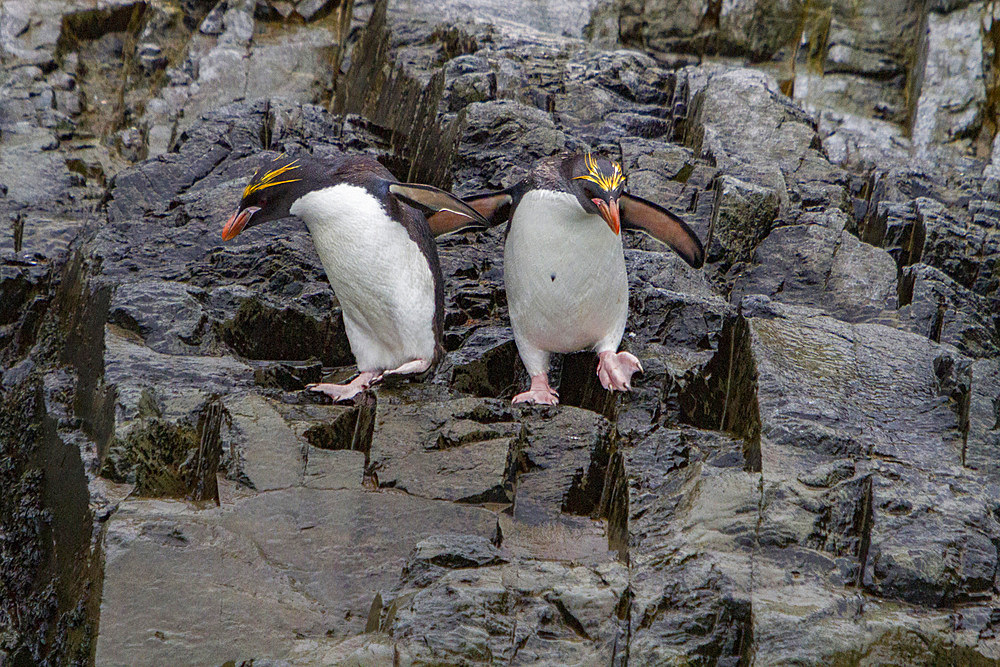 Adult macaroni penguins, Eudyptes chrysolophus, at breeding colony in Hercules Bay on South Georgia, Island.