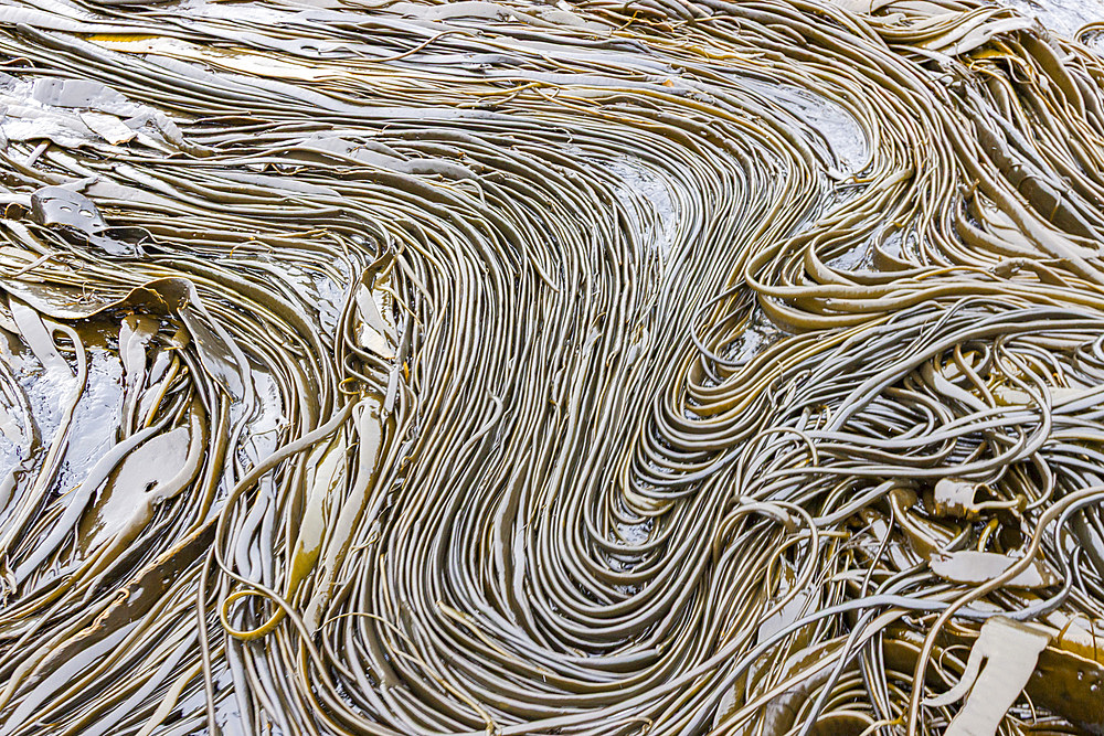 Patterns form at low tide among the strands and stipes of the giant kelp on Willis Island, South Georgia Island.