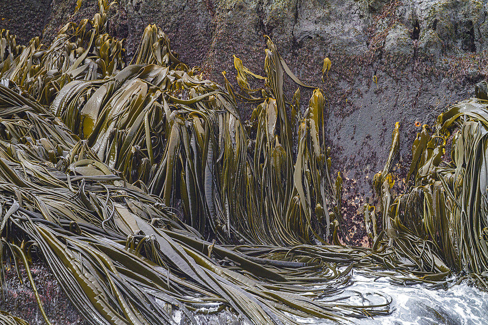 Patterns form at low tide among the strands and stipes of the giant kelp on Willis Island, South Georgia Island.