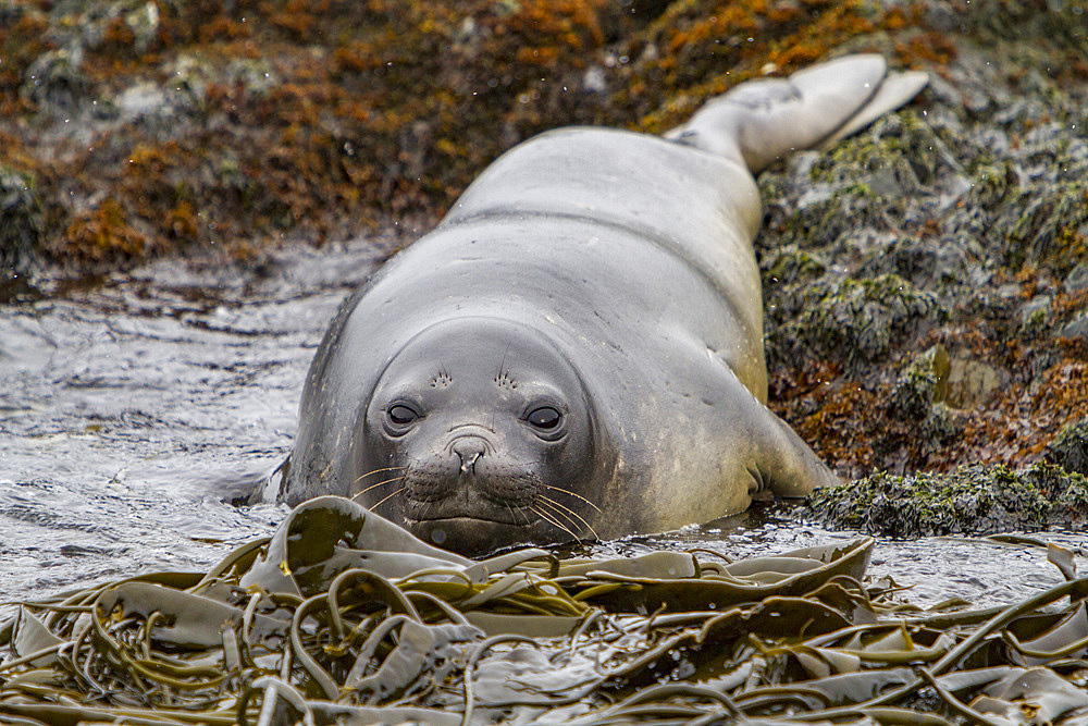 Young southern elephant seal, Mirounga leonina, on the beach at South Georgia in the Southern Ocean.