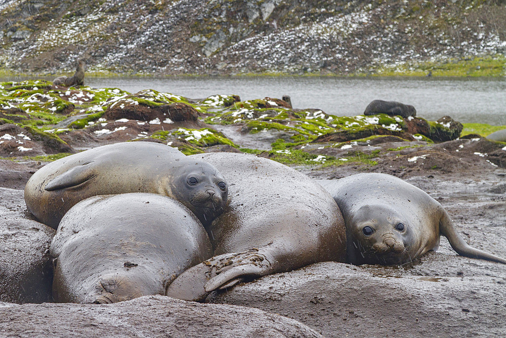 Adult southern elephant seals, Mirounga leonina, moulting on the beach at South Georgia in the Southern Ocean.