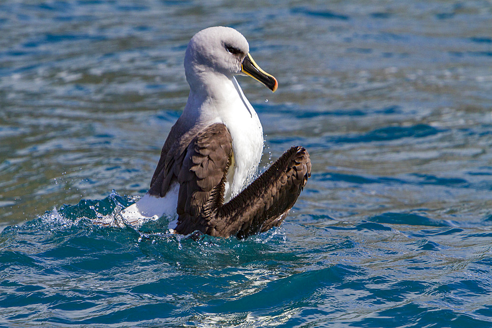 Adult grey-headed albatross, Thalassarche chrysostoma, cleaning itself in Fortuna Bay, South Georgia Island.