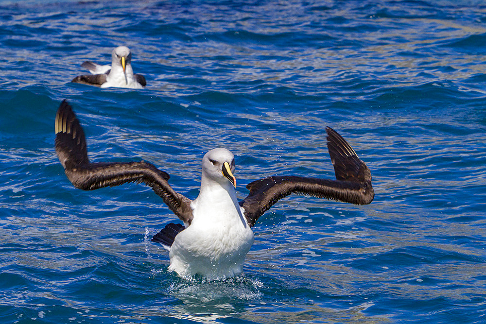 Adult grey-headed albatross, Thalassarche chrysostoma, cleaning itself in Fortuna Bay, South Georgia Island.