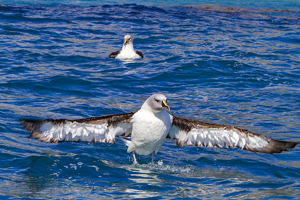 Adult grey-headed albatross, Thalassarche chrysostoma, cleaning itself in Fortuna Bay, South Georgia Island.
