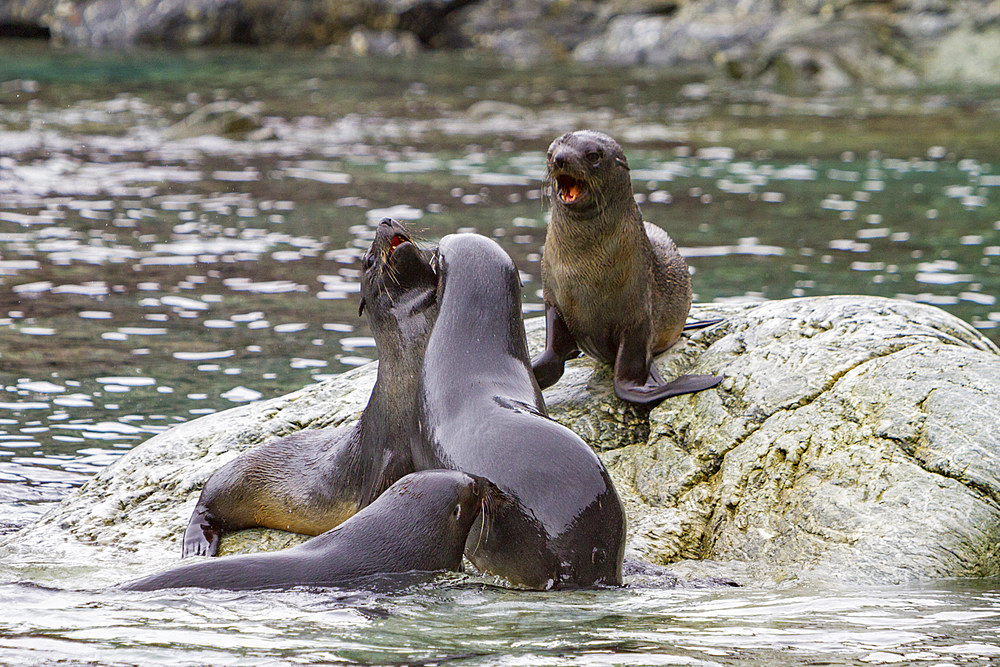 Antarctic fur seal pups, Arctocephalus gazella, playing in the South Orkney Islands, Antarctica, Southern Ocean.