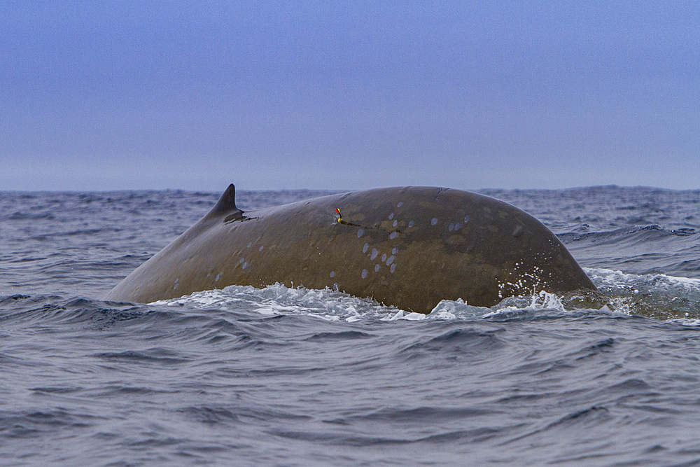 Adult blue whale, Balaenoptera musculus, skin sample via arrow from crossbow off the South Orkney islands, Antarctica.