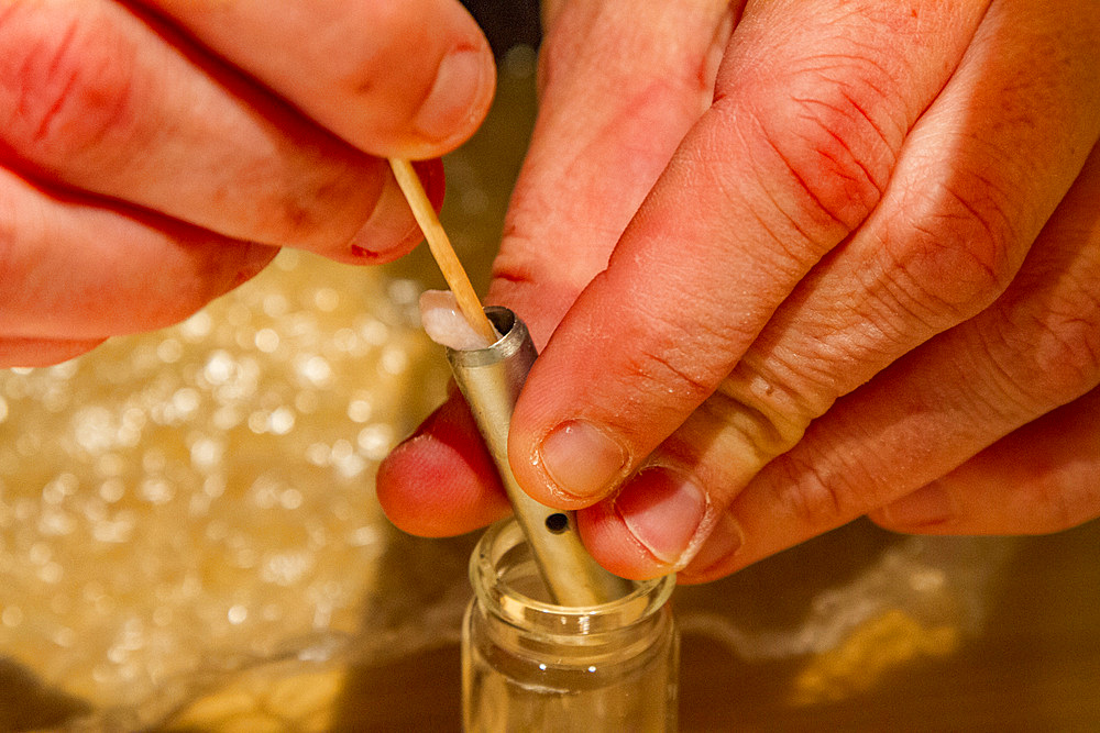 Researcher Stephanie Martin processes a blubber biopsy from an adult blue whale, Balaenoptera musculus, Antarctica.