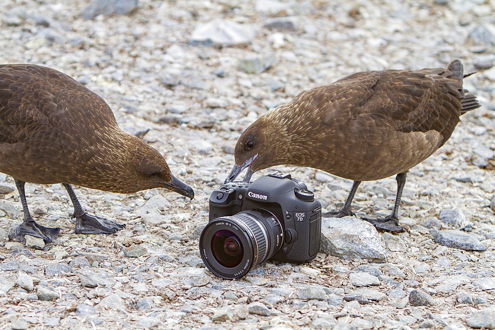 Adult brown skuas, Catharacta antarctica, on the Antarctic peninsula, Antarctica, in the southern ocean.