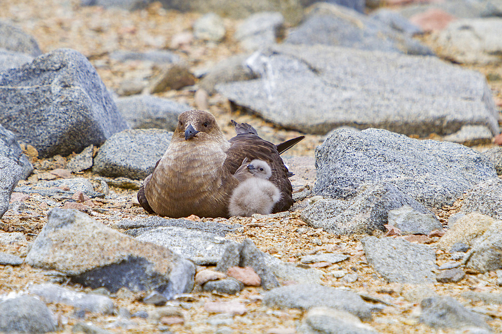 Adult brown skua, Catharacta antarctica, with newly hatched chick on the Antarctic peninsula, Antarctica.