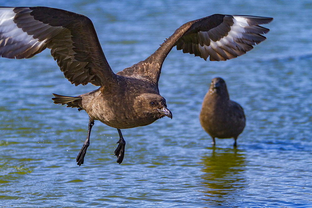 Adult brown skua, Catharacta antarctica, in flight over a meltwater pond on the Antarctic peninsula, Antarctica.