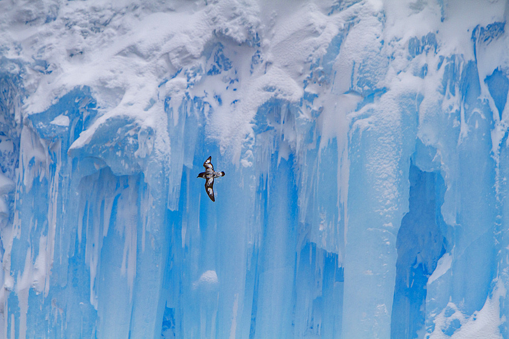 Adult cape petrel, Daption capense, in flight against ice at Elephant Island, Antarctica.