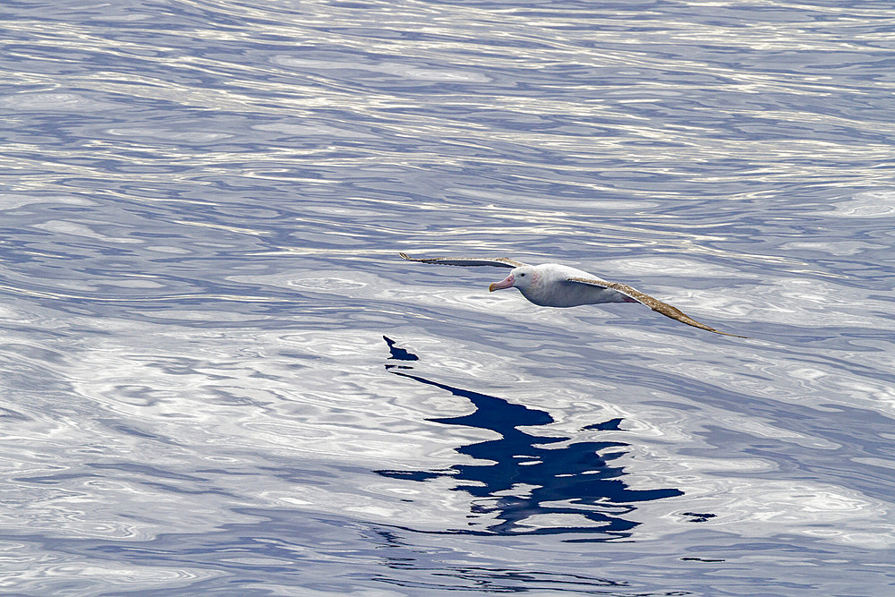 Adult wandering albatross, Diomedea exulans, on the wing in the Drake Passage in the Antarctic Peninsula, Antarctica.