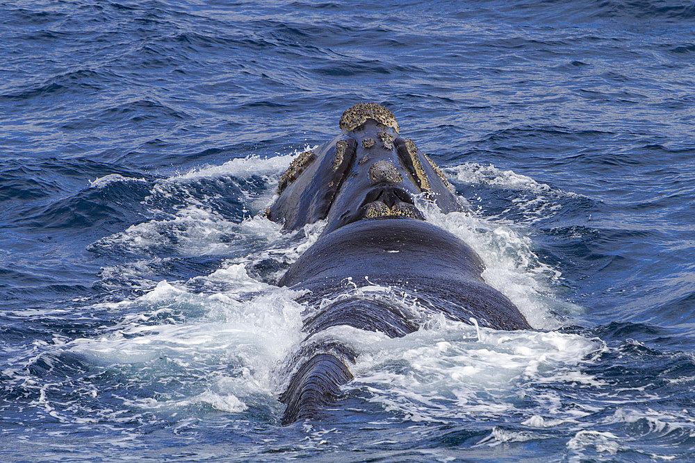 Adult southern right whale, Eubalaena australis, surfacing near Elephant Island, South Shetland Islands, Antarctica.