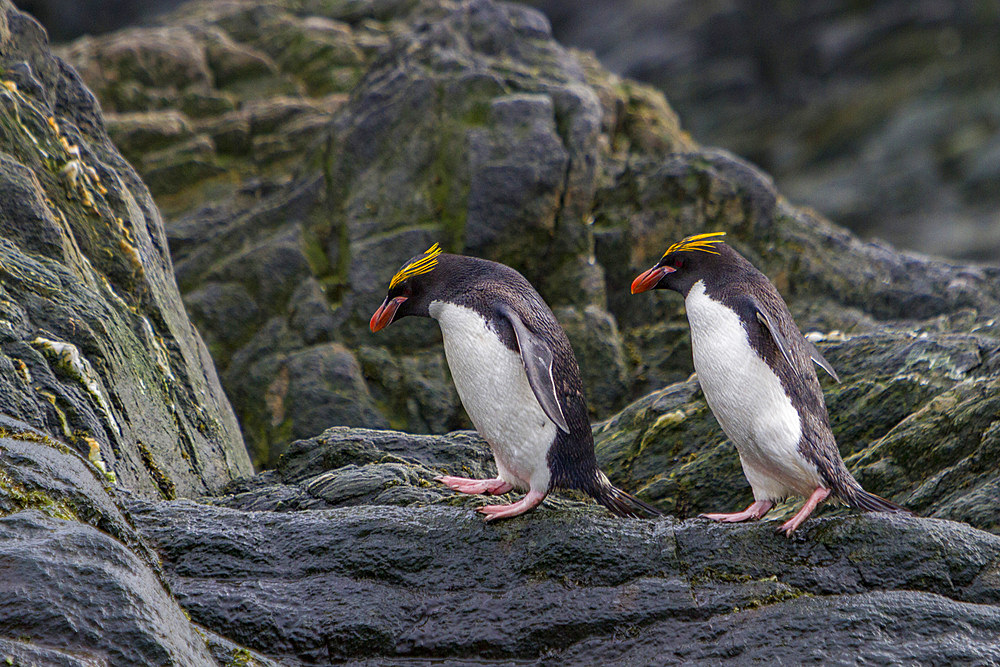 Adult macaroni penguins, Eudyptes chrysolophus, hauled out on Elephant Island, South Shetlands, Antarctica.