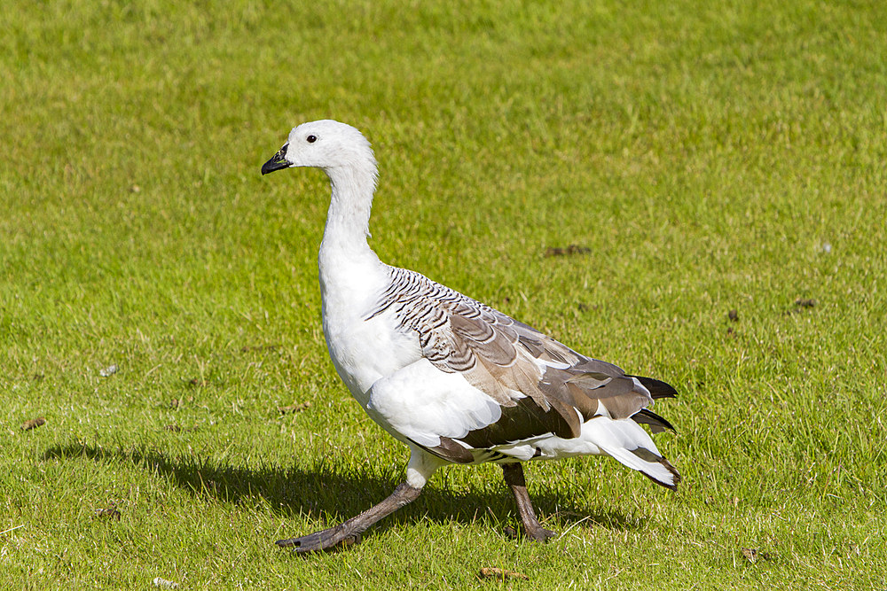 Adult male magellan goose or upland goose, Chloephaga picta, in Stanley, Falkland Islands, South Atlantic Ocean.