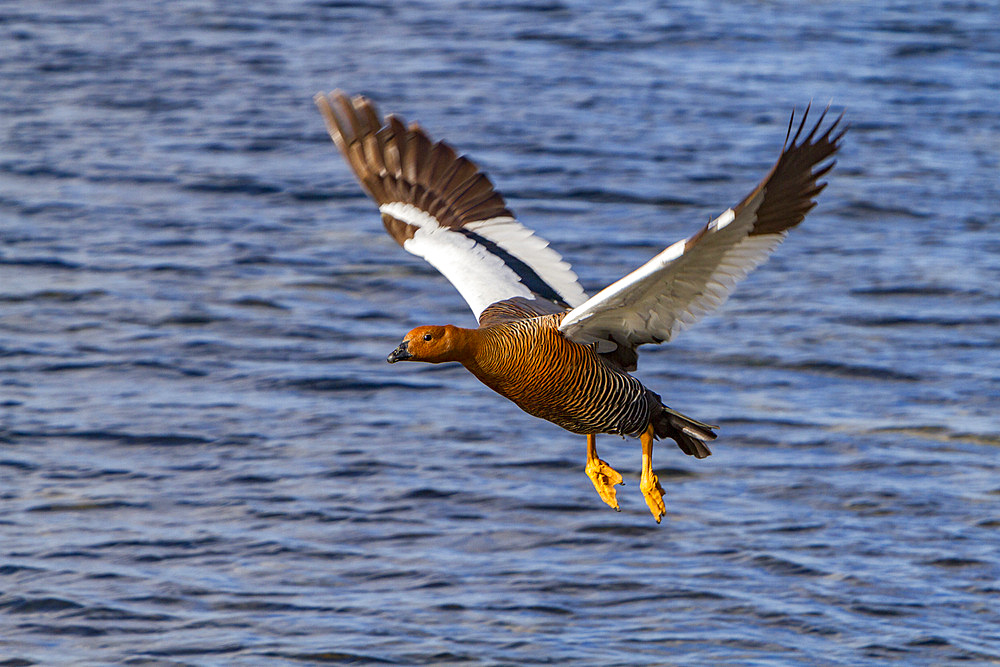 Adult female magellan goose or upland goose, Chloephaga picta, in Stanley, Falkland Islands, South Atlantic Ocean.
